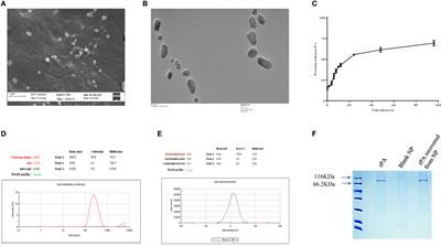 Trimethyl Chitosan Nanoparticles Encapsulated Protective Antigen Protects the Mice Against Anthrax